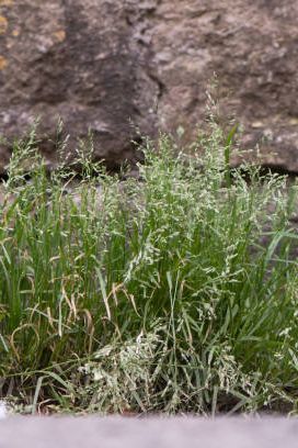 abundant sprawling grass in the family poaceae flowering against wall in british countryside