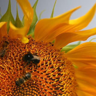 GERMANY-WEATHER-ANIMALS-BEE bees collect pollen from a sunflower on july 25, 2017 near bergheim, western germany afp photo dpa oliver berg germany out photo credit should read oliver bergdpaafp via getty images