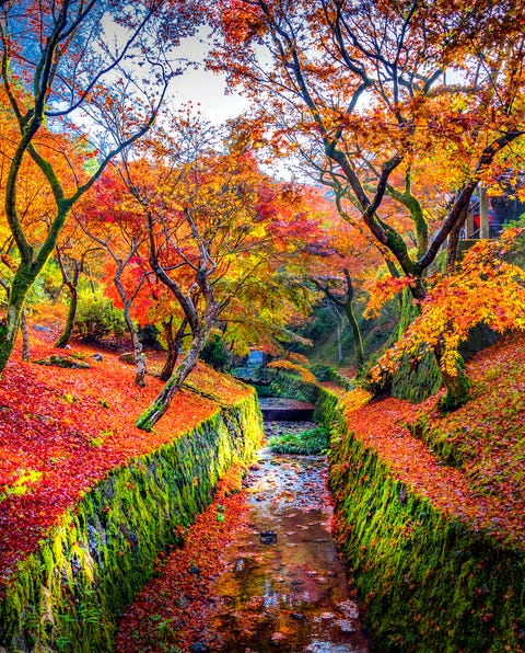 Colourful Maple Tree with Canal Colourful Maple Tree with Canal