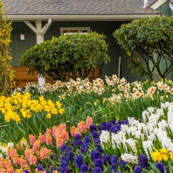 11 Best Flowers To Plant For Spring When To Plant Daffodils Tulips Rhododendrons And More