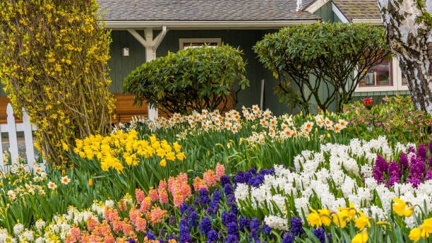 11 Best Flowers To Plant For Spring When To Plant Daffodils Tulips Rhododendrons And More