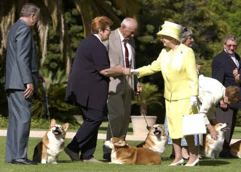 An Ode to Royals Playing With Dogs