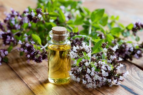 Lilac, Flower, Plant, Herb, Oregano, Herbal, Breckland thyme, Rosemary, Seasoning, Ocimum, 