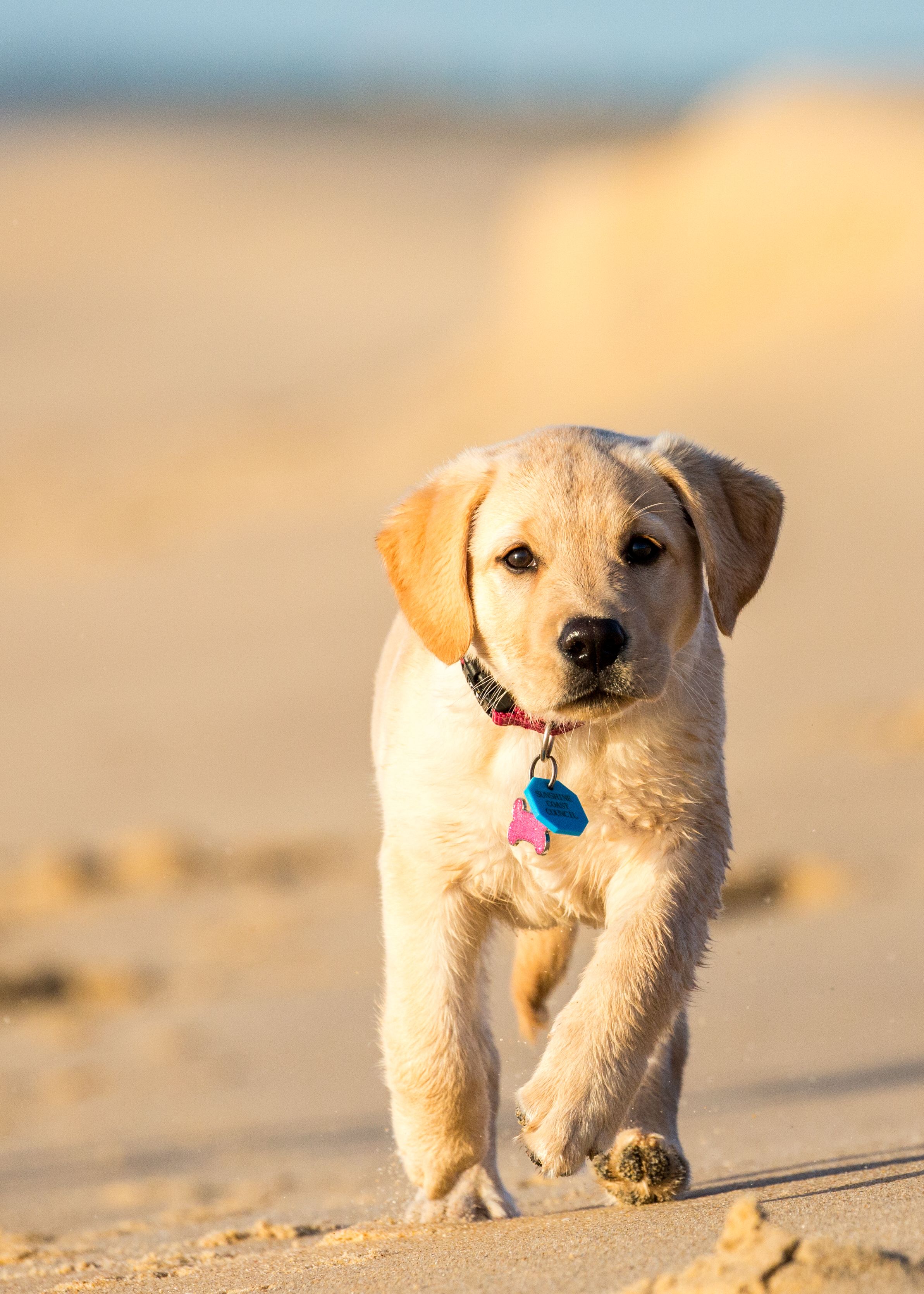 ペットはどの子にする 頭の良い 犬種15