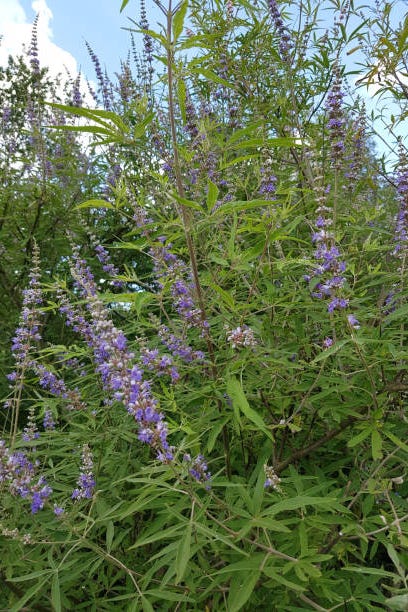 Chaste vitex agnus castus plante médicinale