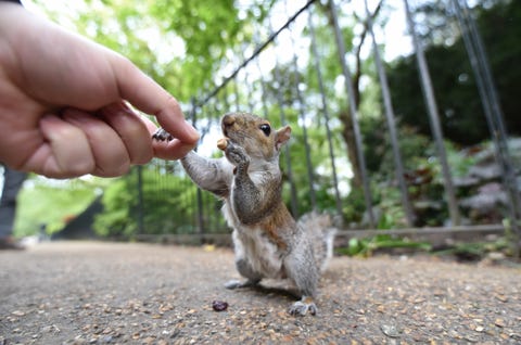 squirrel squirrels ingenious prosthetic injured cpr