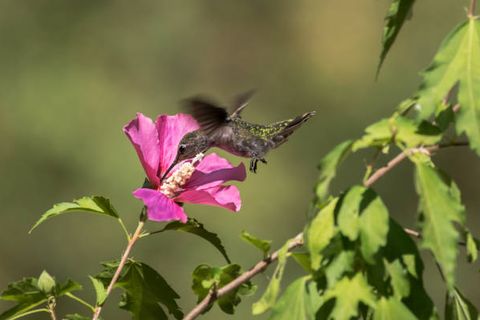 hummingbirds attract