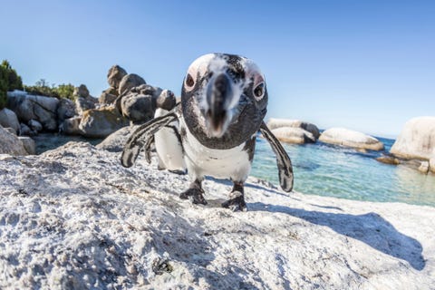 African penguins, wide angle portrait