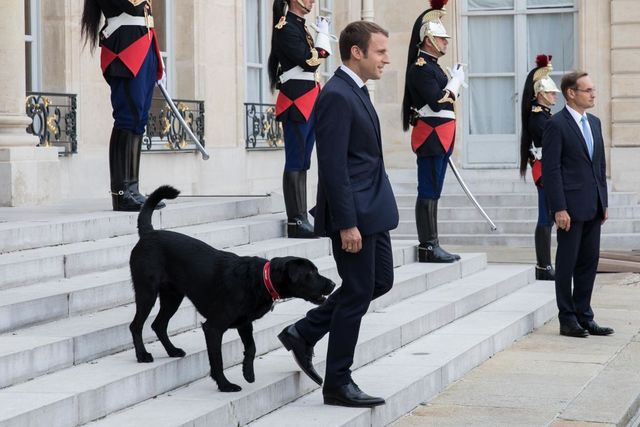 il presidente francese macron con il cane nemo