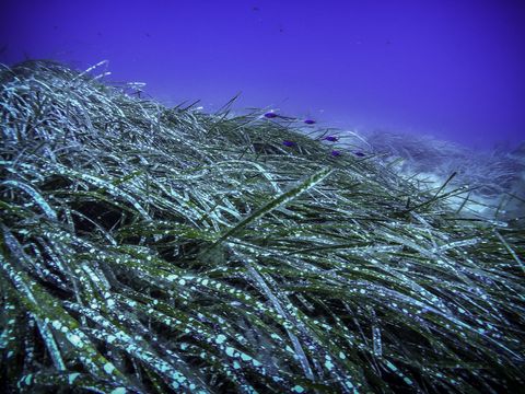 giannutri island, tuscany, italy   august 26 2017 posidonia is seen during a rockbottom dive on the island of giannutri, tuscany, on august 26 2017