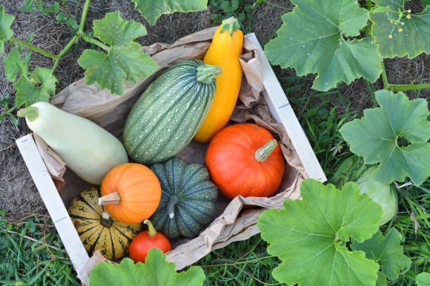 16 Types of Squash - Different Types of Summer and Winter Squash