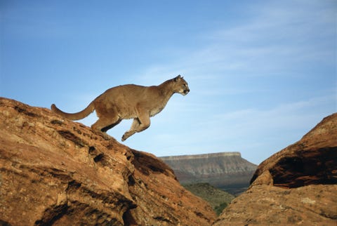 アメリカの国立公園で出会える 可愛くてユニークな動物25選