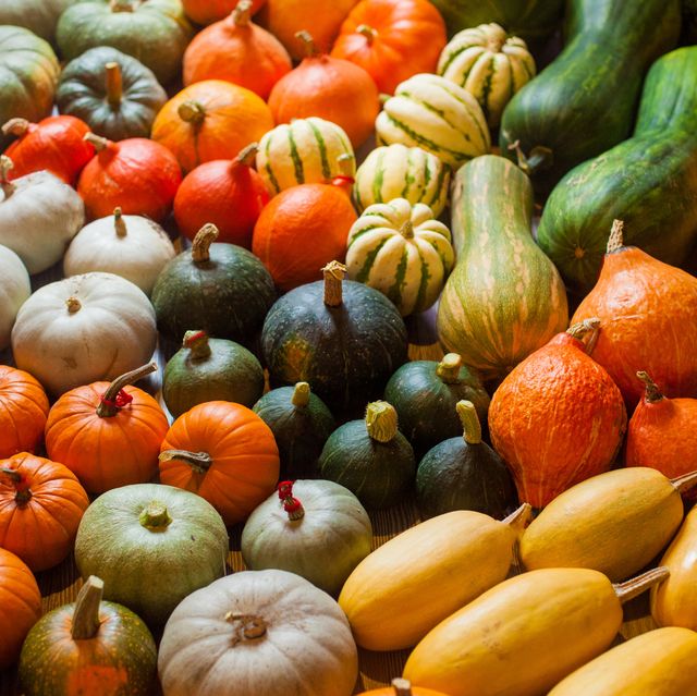 horizontal photo of heirloom different varieties squashes and pumpkins