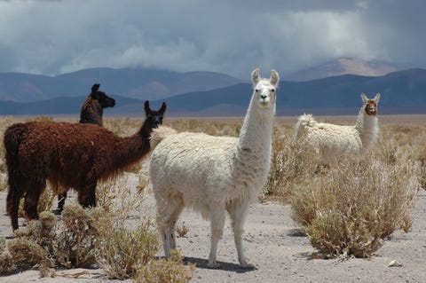 Llamas Llamas
