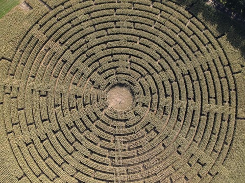 Circle, Tree, Cobblestone, Symmetry, Pattern, Spiral, Trunk, Plant, Environmental art, Dome, 