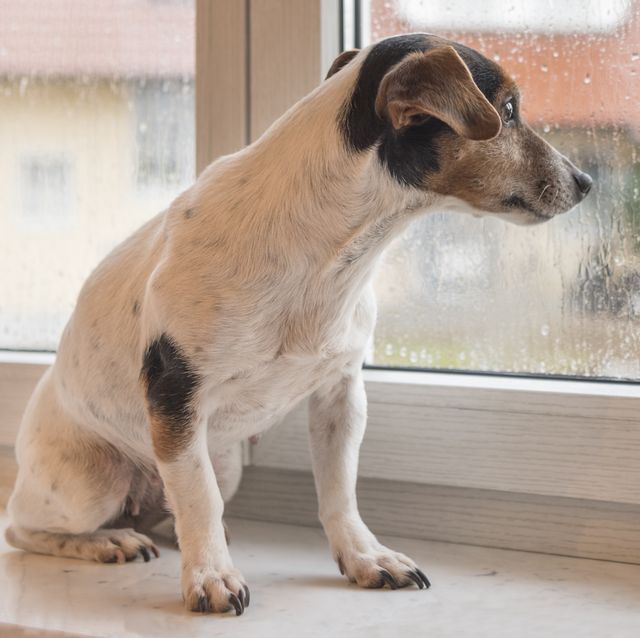 Mammal, Dog, Vertebrate, Canidae, Dog breed, Street dog, Carnivore, Snout, Companion dog, Russell terrier, 