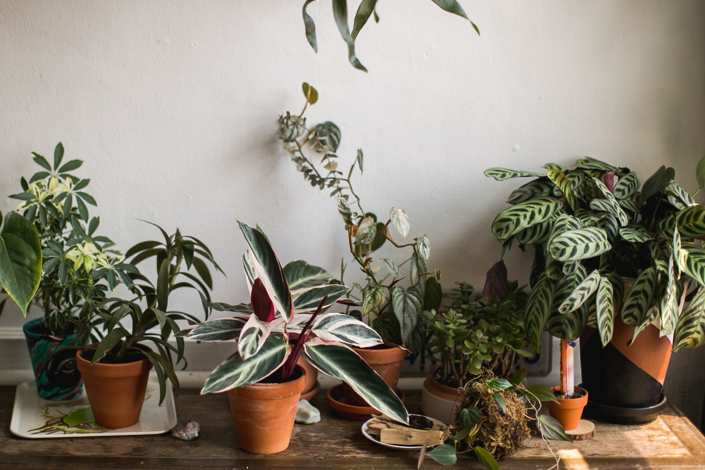 Plantas de casa interior florida