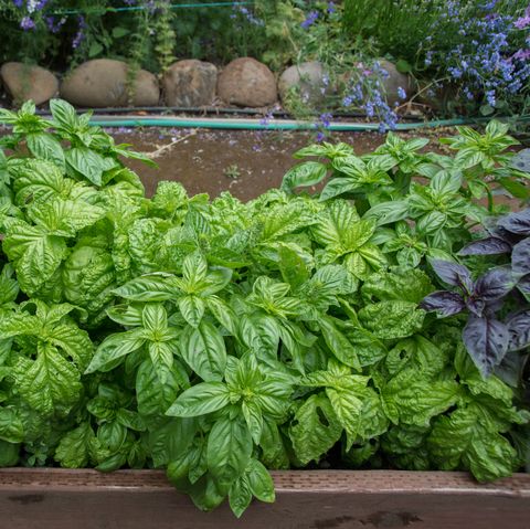 Basil plant garden bed