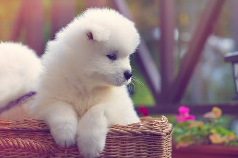 Il National Puppy Day La Giornata Dei Teneri Cuccioli Di Cane