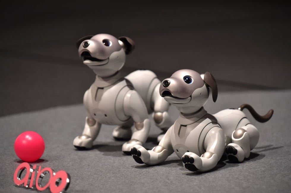 cane robot aibo