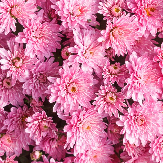 12 Best Flowers To Plant This Fall 12 Best Flowers To Plant This Fall