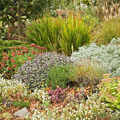 18 Best Fall Flowers And Plants Flowers That Bloom In Autumn