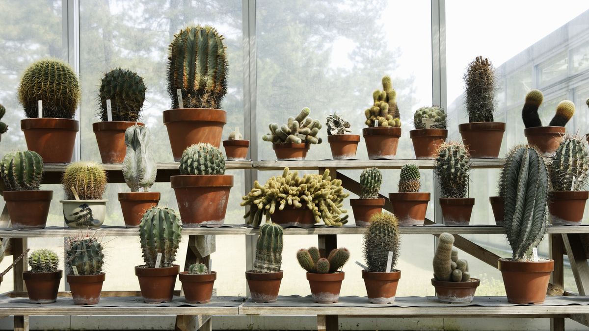Gallery The 20 Best Types of Cactus Plants and How to Take Care of Them is free HD wallpaper.