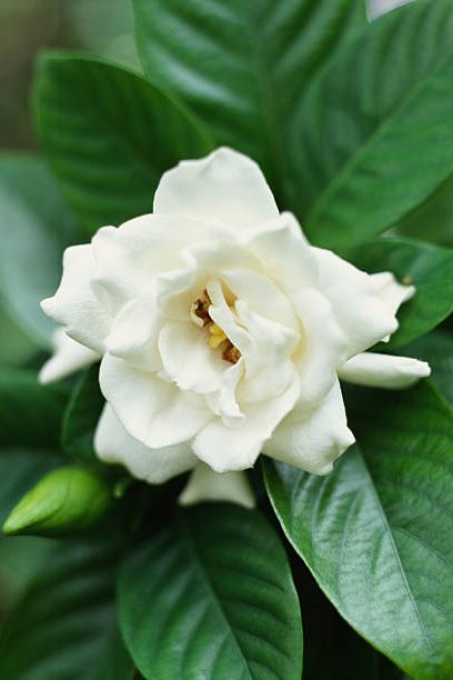 15 Best White Flowers for Your Garden - White Flowering Shrubs