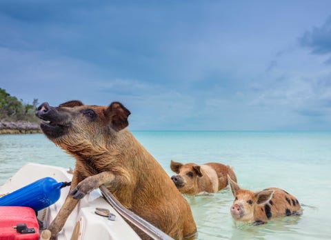 exuma, bahamas