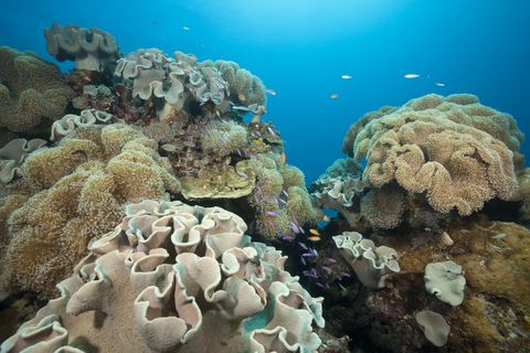 australia coral reef great barrier reef