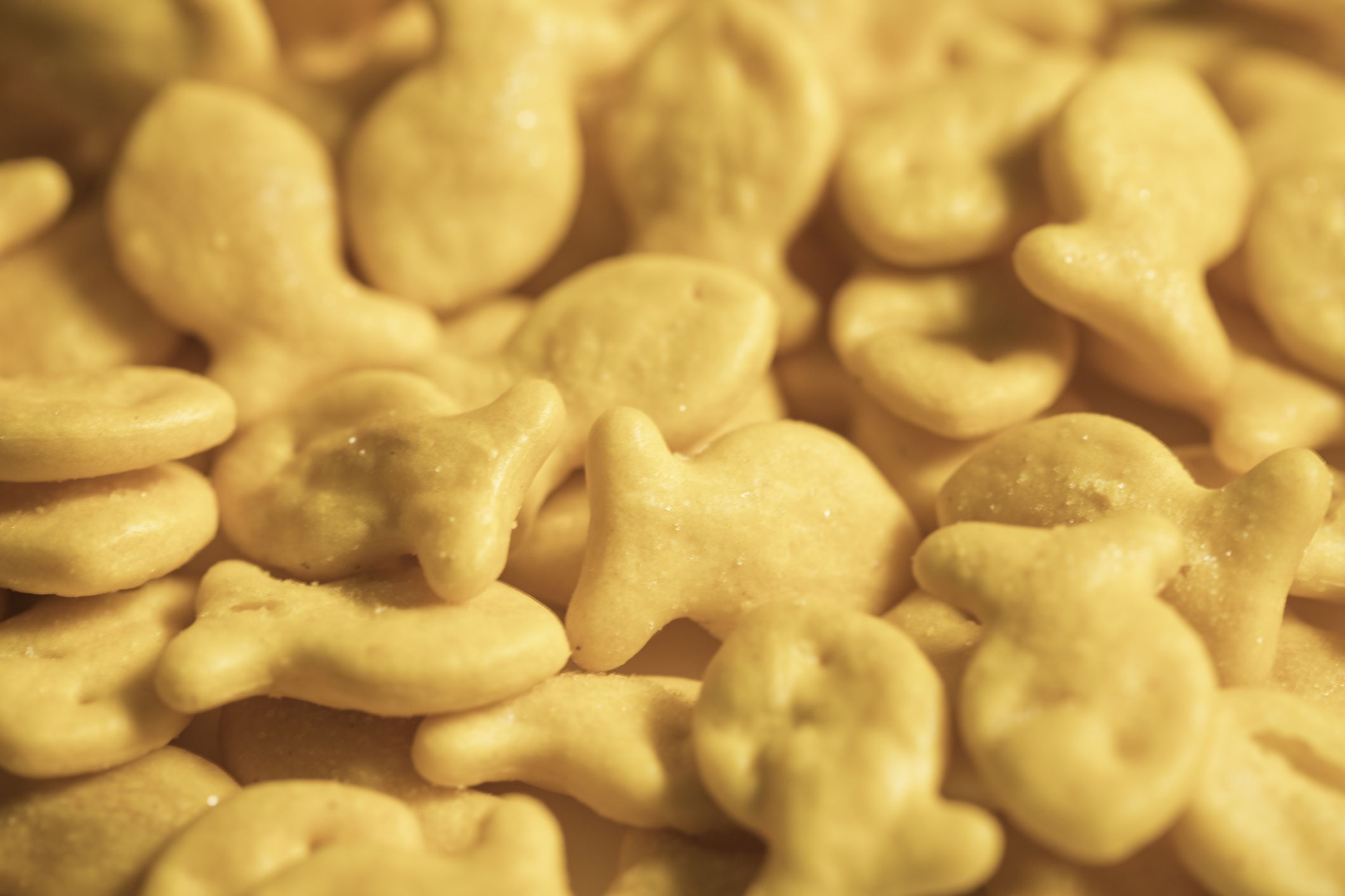 Goldfish It Safe To Eat Is Crackers Goldfish It Safe To Eat Is Crackers