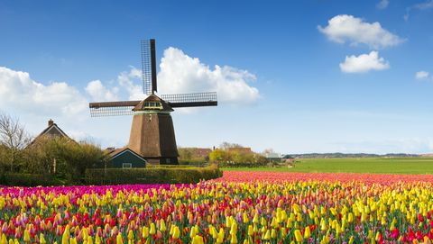 sigaar investering tint Test je kennis: Wat weet jij van deze oer-Hollandse dingen?