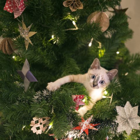 Owners Sharing Pictures Of Cats Targeting Christmas Trees