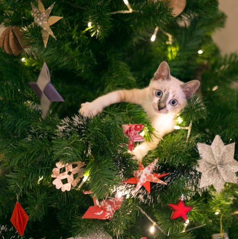 Owners Sharing Pictures Of Cats Targeting Christmas Trees