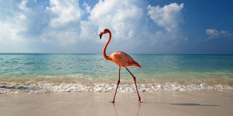 Flamingo, Greater flamingo, Bird, Water bird, Beak, Vacation, Sky, Caribbean, Stock photography, Ibis, 