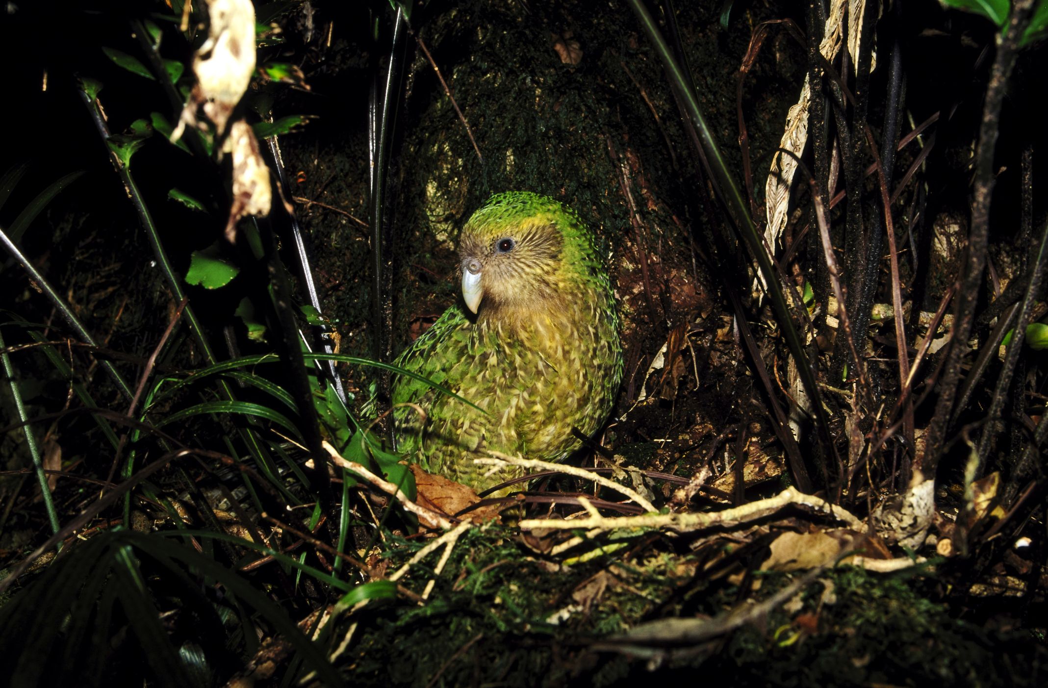 あなたの知らない 絶滅危惧種 の動物たち53