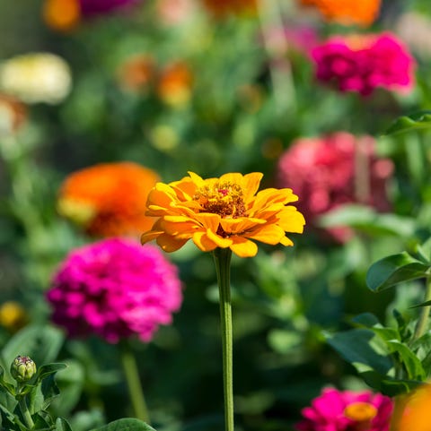 flower, petal, plant, yellow, flowering plant, garden cosmos, zinnia, botany, spring, annual plant,