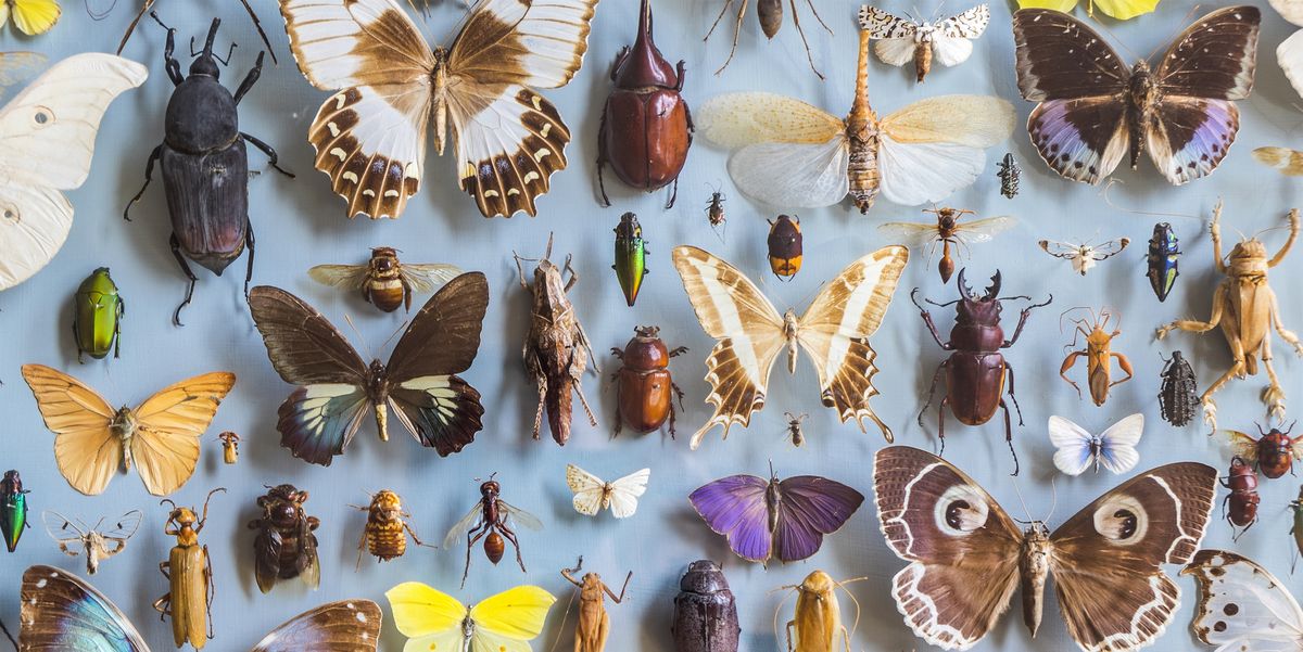 Insects could be extinct within a century, a startling new study concludes