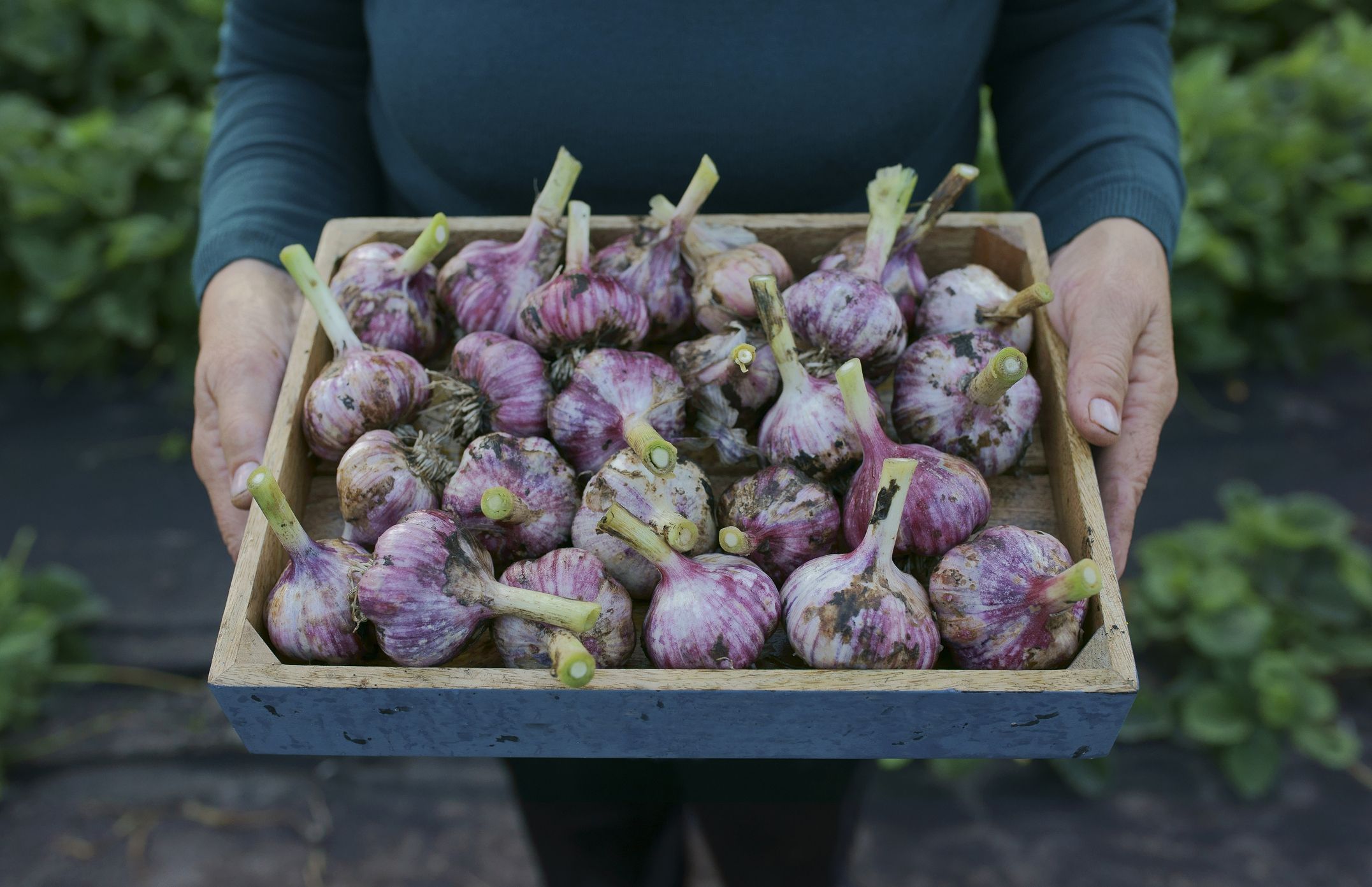 How To Grow Garlic At Home