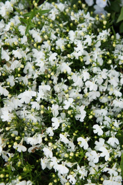15 Best White Flowers For Your Garden White Flowering Shrubs 15 Best White Flowers For Your Garden White Flowering Shrubs