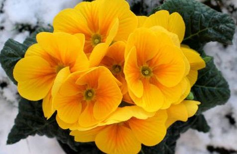 15 Best Plants That Bloom In Winter Flowers That Develop In The Cold