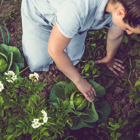 11月に植えるもの Elle Decor エル デコ