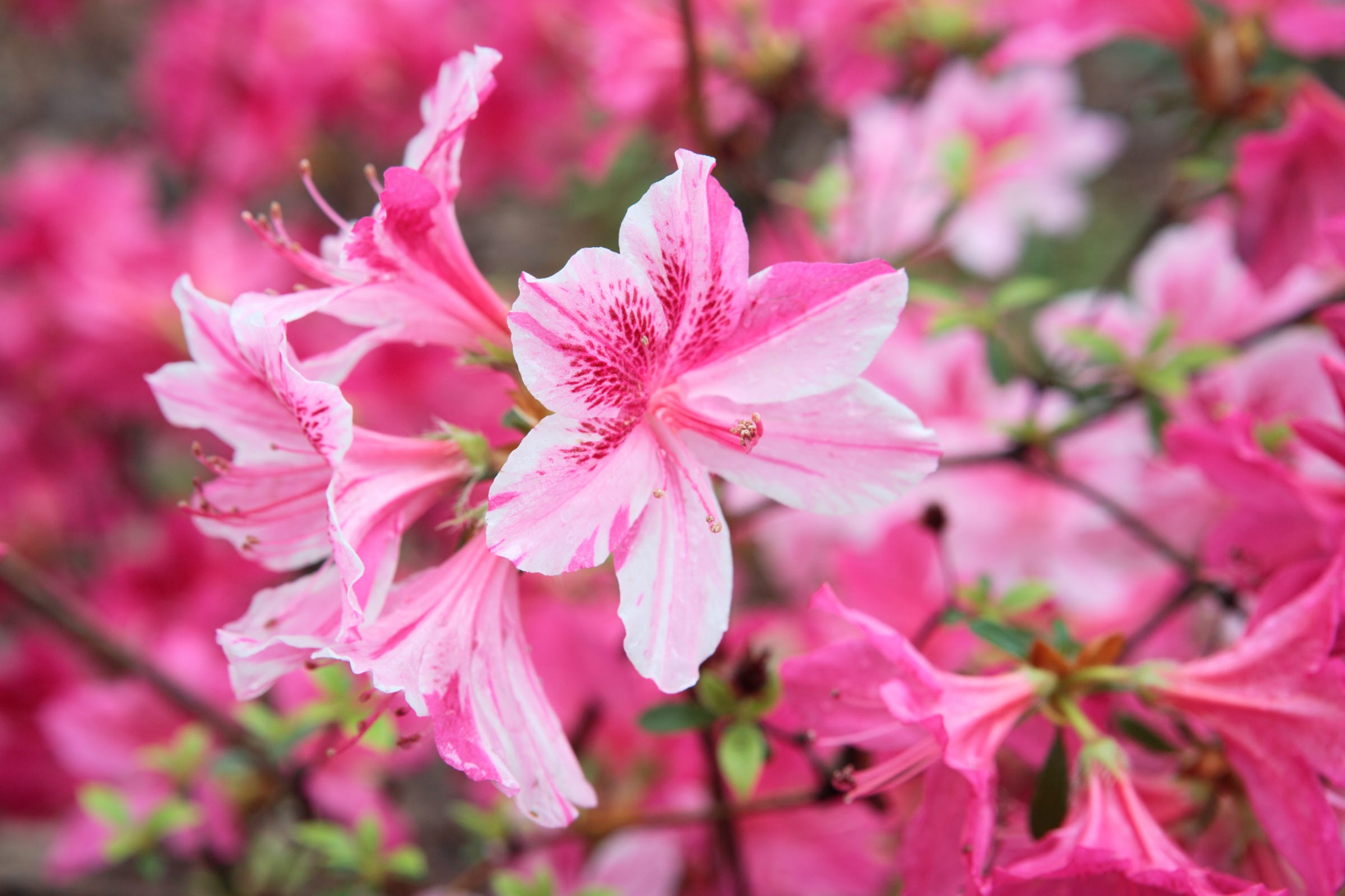 what happens if a dog eats an azalea plant