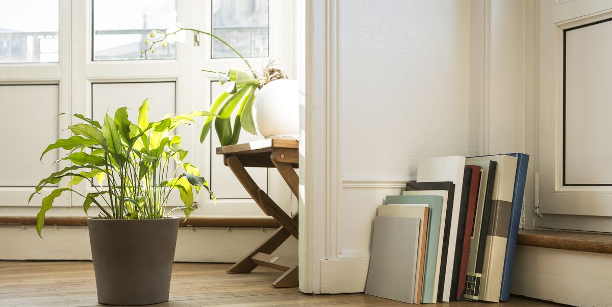 34 Houseplants That Can Survive Low Light Best Indoor Low Light Plants