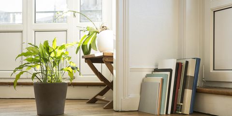 30 Houseplants That Can Survive Low Light Best Indoor Low Light