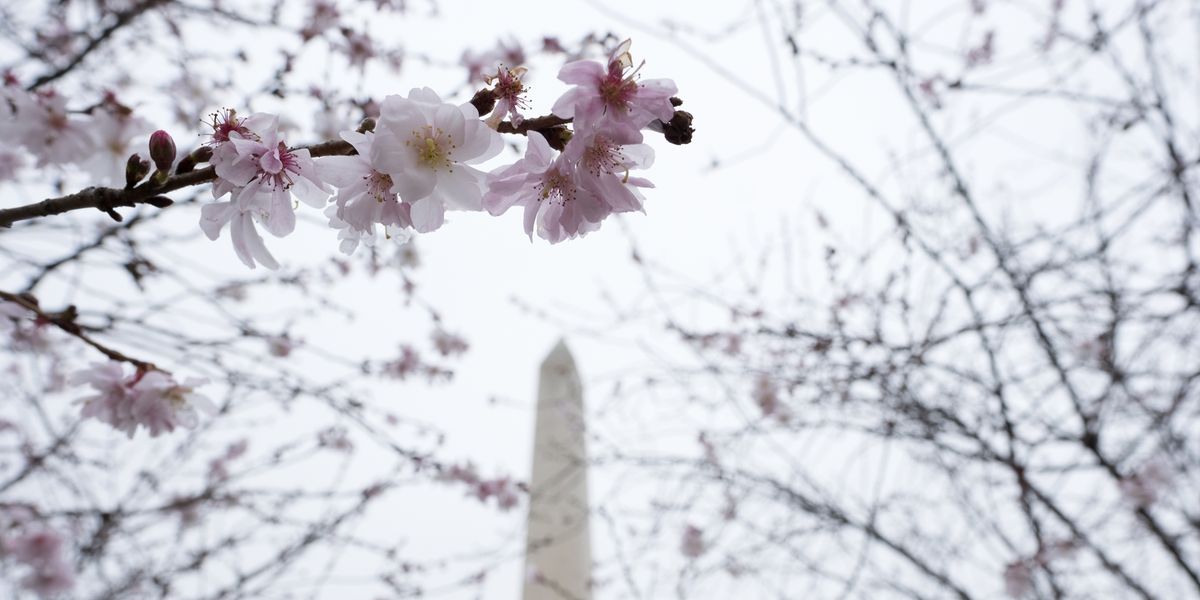 Washington D C Cherry Blossom 18 Forecast Dates And Details When Do They Bloom In Dc
