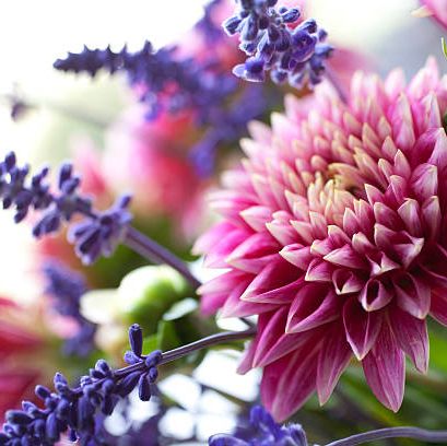 beautiful bouquet of dahliasjuarezii and lavender in enchanted garden