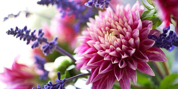 15 Best Perennial Flowers to Plant