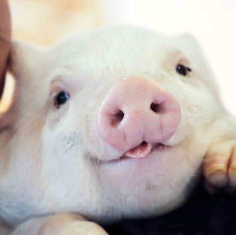 Animal Sanctuary Seeks Human Volunteers To Cuddle Pigs Pig Cuddling Job,How To Get Oil Stains Out Of Clothes With Baking Soda