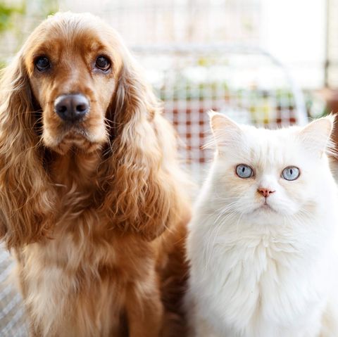 Portrait Of Dog And Cat